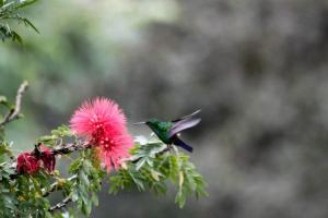 colibri
